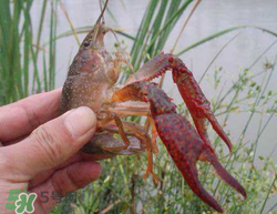 五月份能釣龍蝦嗎？5月份可以釣龍蝦嗎？