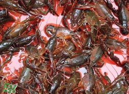 五月份能釣龍蝦嗎？5月份可以釣龍蝦嗎？