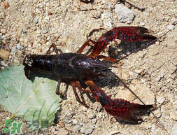 五月份能釣龍蝦嗎？5月份可以釣龍蝦嗎？