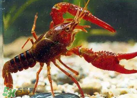 什么時候釣龍蝦最好？龍蝦幾月份能釣？