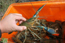 5月份適合養(yǎng)小龍蝦嗎？幾月份適合養(yǎng)龍蝦？