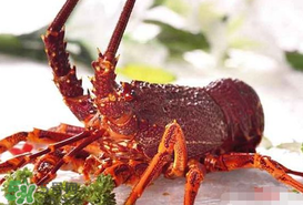 5月份適合養(yǎng)小龍蝦嗎？幾月份適合養(yǎng)龍蝦？