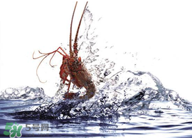 5月份適合養(yǎng)小龍蝦嗎？幾月份適合養(yǎng)龍蝦？