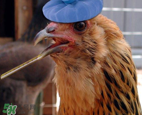 五月份還有禽流感嗎？禽流感幾月份結(jié)束？