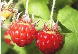 山莓能不能生吃？山莓可不可以生吃？