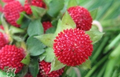 蛇莓有毒嗎？蛇莓有沒有毒