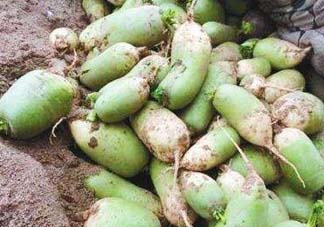 五月份可以種蘿卜嗎？幾月份種蘿卜最合適？