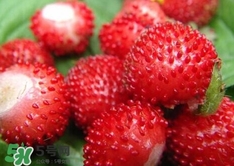 蛇莓收購多少一公斤？蛇莓價格