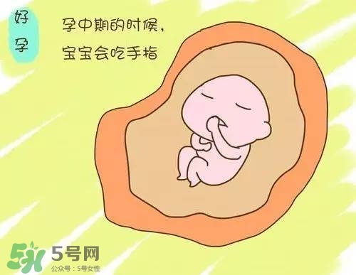 胎兒在媽媽肚子里都會干啥？胎兒的神奇世界