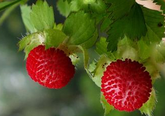 蛇莓是野草莓嗎？蛇莓和野草莓的區(qū)別