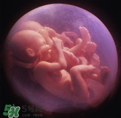 胎兒在媽媽肚子里都會干啥？胎兒的神奇世界