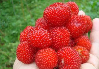 野草莓可以吃嗎？野草莓能不能吃
