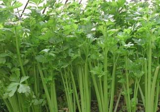 五月份可以種芹菜嗎？芹菜適合什么時(shí)候播種？