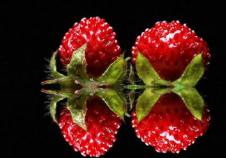 老人為什么不讓吃蛇莓？蛇莓為什么不能吃