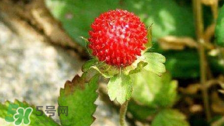 蛇莓有毒嗎？蛇莓有沒有毒