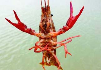 什么時候釣龍蝦最好？龍蝦幾月份能釣？