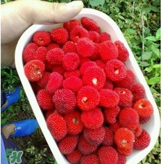 空心泡多少錢一斤2017？空心泡孕婦能吃嗎