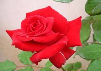 五月份可以扦插月季嗎？5月份適合插月季嗎？