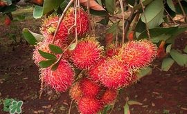 紅毛丹什么時候上市？紅毛丹什么季節(jié)有？