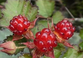 山莓有毒嗎？山莓和蛇莓的區(qū)別