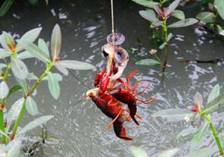 五月份能釣龍蝦嗎？5月份可以釣龍蝦嗎？