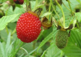 空心泡多少錢一斤2017？空心泡孕婦能吃嗎