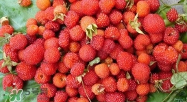 野草莓能吃嗎？野草莓圖片