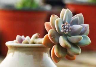 五月份適合種多肉嗎？什么季節(jié)適合種多肉？