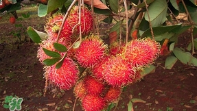 孕婦能吃紅毛丹嗎？紅毛丹孕婦可以吃嗎