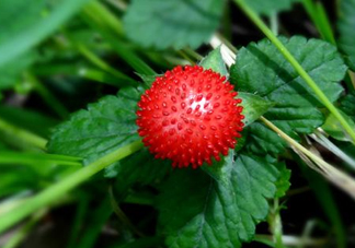 蛇莓是蛇吃的嗎？蛇莓為什么叫蛇莓？