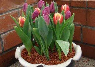 五月份種什么花？5月份適合種什么花？