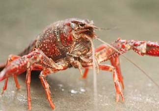 5月份適合養(yǎng)小龍蝦嗎？幾月份適合養(yǎng)龍蝦？