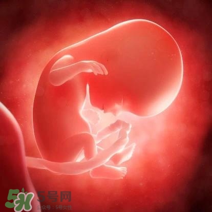 胎兒在媽媽肚子里都會干啥？胎兒的神奇世界