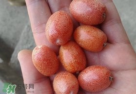 羊奶果可以連皮吃嗎？羊奶果的皮可以吃嗎