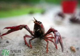 小龍蝦什么時(shí)候最好釣？什么時(shí)候可以釣小龍蝦？