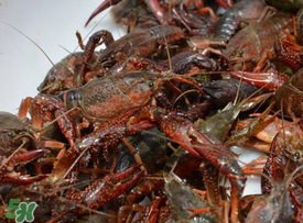 小龍蝦什么時(shí)候最好釣？什么時(shí)候可以釣小龍蝦？