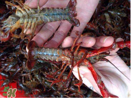 野生小龍蝦能吃嗎？野生小龍蝦吃了會(huì)中毒嗎？