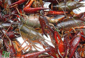 野生小龍蝦怎么抓？野生龍蝦怎么捕捉？