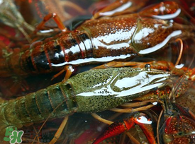 野生小龍蝦怎么抓？野生龍蝦怎么捕捉？