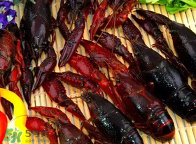 野生小龍蝦怎么抓？野生龍蝦怎么捕捉？