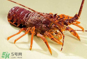 野生龍蝦多少錢一斤 野生小龍蝦一般在什么地方會有 野生龍蝦多少錢一斤 野生小龍蝦一般在什么地方會有