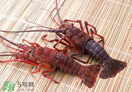 野生龍蝦多少錢一斤 野生小龍蝦一般在什么地方會有 野生龍蝦多少錢一斤 野生小龍蝦一般在什么地方會有