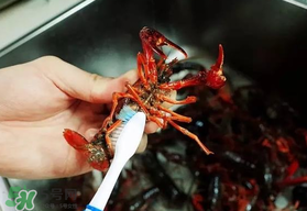 野生小龍蝦什么時(shí)候有？野生小龍蝦幾月份有？