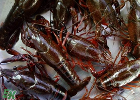 野生小龍蝦什么時(shí)候有？野生小龍蝦幾月份有？