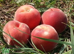 桃子不能和什么一起吃？桃子和什么不能一起吃？