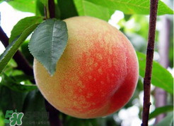 桃子一天可以吃幾個？桃子一天最多吃幾個？