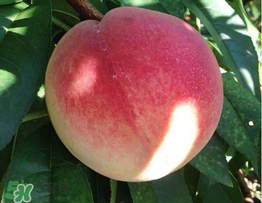 桃子一天可以吃幾個？桃子一天最多吃幾個？