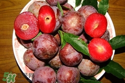 雙華李就是三華李嗎？雙華李和三華李區(qū)別