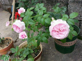 五月份可以種月季嗎？月季五月怎么養(yǎng)？