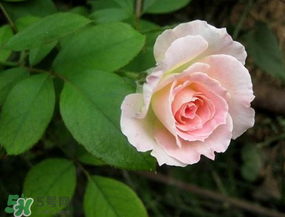 五月份可以種月季嗎？月季五月怎么養(yǎng)？